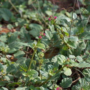 PUNARNAVA PLANT